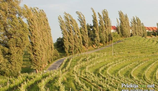 Sunki jugozahodnega vetra bodo presegli hitrost 70 km/h