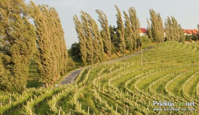 Sunki vetra bodo dosegli tudi 90 km/h Sunki vetra bodo dosegli tudi 90 km/h