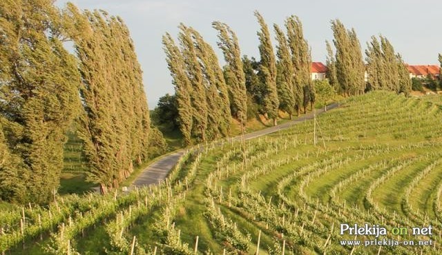 Sunki vetra bodo dosegli tudi 90 km/h